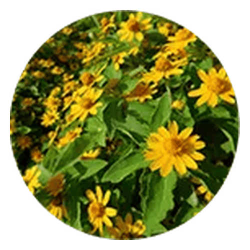 Arnica